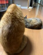 今日は寒かったなぁ～～。
作業場にしている昭和戸建ての室内は外気温と変わらない。寒いというより冷たい(-_-;)
自宅に戻るとヌクヌクと(笑)。まぁ猫様だから良いんだけど・・
３匹の立ち位置はこんな感じ(笑)

#猫の居る暮らし
#猫好きな人と繋がりたい
#おしっこもれる
#bitokuLife