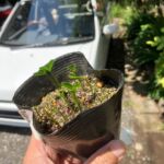 4日ほど前に「芽が出た！」と喜んだミカンの芽。気づいたらニョキニョキ大量に発芽した。数を数えたら、一ポットで14個。
このまま育てるのは、まず無理なので、手持ちの10個ポットに植え替えた。残りは地植えしたけど・・どうかなぁ。
で・・アゲハチョウ対策は使わなくなった台所の食器カバー。うんうん、これはナイスアイデアだなぁ～と自画自賛(笑)。こういう事があるからなかかなモノを捨てられない(爆)。
問題は、同じくらい発芽したポットがもうひとつ在るので、これをどうしよう。それより、ミカンの苗を10本も育てどうする？ま、順調に育ったら、そんときに考えようっと。

#bitokulife